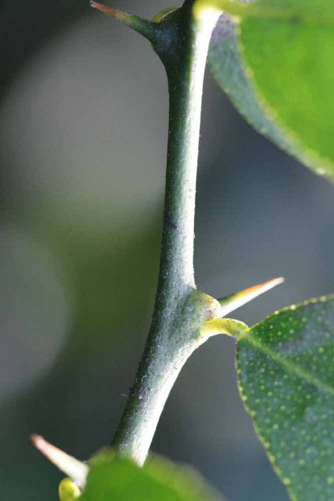            First year twig (Mexican, Riverside, CA)   